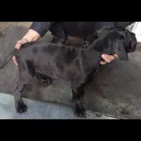 سگ کنکورسو|سگ|تهران, جیحون|دیوار