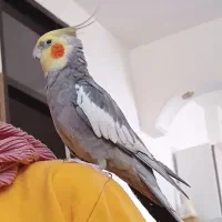 عروس هلندی سخن گو