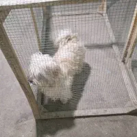 سگ تریرخوشکل نر