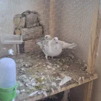 نروماده شامی|پرنده|تربت‌حیدریه, کلاته توکلی|دیوار