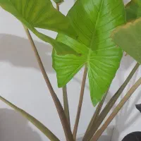 گل بابا آدم