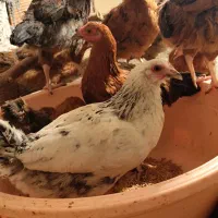 حدود ۲۵ عدد جوجه مرغ و خروس رسمی سالم و سرحال