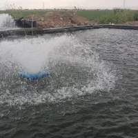 فروش ویژه ماهی با کیفیت تضمینی