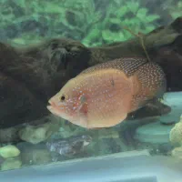 جفت جوئل مولد