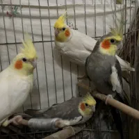 عروس هلندی جفت مولد و تک