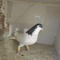 کفتر رنگی و خطی