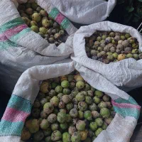 میوه جنگلی (کلوه)