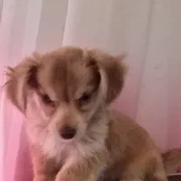 فروش سگ|سگ|نیریز, |دیوار