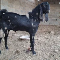 مری اصل|حیوانات مزرعه|هیرمند, |دیوار