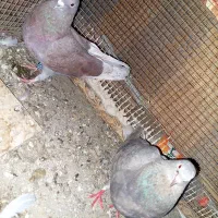 کفتر با دوتا جوجه