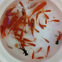 ماهی گلی درهم