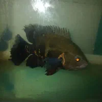 آکواریوم بزرگ و ماهی اسکار بزرگ