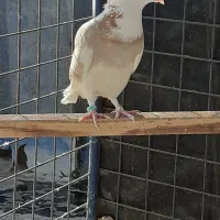 کفترطلافقط400ت