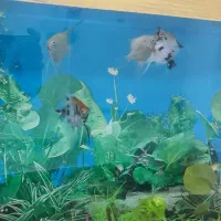 ماهی آنجل|ماهی|بیرجند, |دیوار