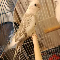 دوتا ماده عروس