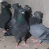 هشت کبوتر بوشهر ی ملاقی و پرشی|پرنده|خورموج, |دیوار