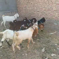 ۹ عدد بزغاله ماده دوقلو وسه قلو جنس خوب|حیوانات مزرعه|خواجه, |دیوار