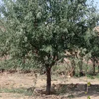 باغ 1700 متری در آبگرم|فروش زمین و ملک کلنگی|آبگرم, |دیوار