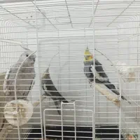 عروس هلندی