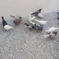 کبوتر گرفتنی