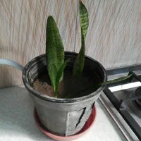 گل و گیاه اپارتمانی|گل و گیاه طبیعی|شهریار, رزکان|دیوار