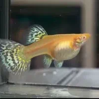 گوپی مولی پلاتی آنجل زبرا کالرنعون لجن خارآکواریوم|ماهی|تهران, امام زاده حسن|دیوار