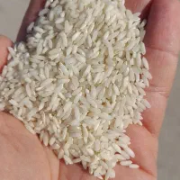 برنج عنبر بو تاج