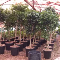 کارگر گلخانه کار روزانه  با جای خ اب