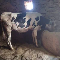 گاوسیمیتال