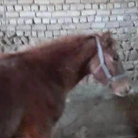 کره مادیون ۱سال