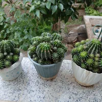 کاکتوس|گل و گیاه طبیعی|حبیب آباد, |دیوار