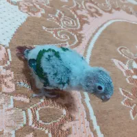 جوجه گرینچیک سرلاکی