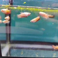 فایتر پلاکت|ماهی|تهران, تهرانسر شمالی|دیوار