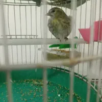 قناری سبز ماده سالم