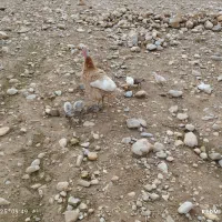 جوجه بوقلمون یک ماهه|حیوانات مزرعه|اندیمشک, |دیوار