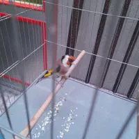 سهره|پرنده|کرمانشاه, |دیوار