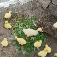 قو غاز یک ماهه و چند روزه