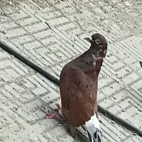 کبوتر کفتر