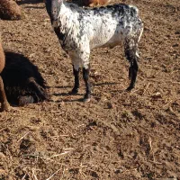 (صلاله) بز نر|حیوانات مزرعه|دینور, |دیوار