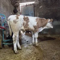 ۳راس گوساله نر جنس عالی|حیوانات مزرعه|الیگودرز, |دیوار