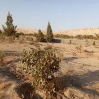 ۶۰۰۰ متر زمین نصف پسته کاری شده ،نصف خالی|فروش زمین و ملک کلنگی|جوادآباد, |دیوار