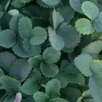 نهال توت فرنگی سابرینا