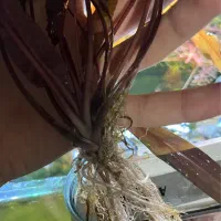 گیاه کریپتون تثبیت شدکمیاب با ریشه بلند فقط دو عدد|ماهی|تبریز, |دیوار