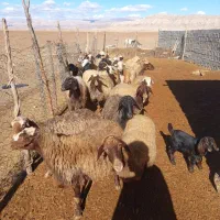 میش بره ابستن|حیوانات مزرعه|خرم‌آباد, |دیوار