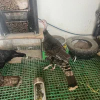 فروش بوقلمون تخم گذار