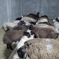 بره نر ۱۴ راس