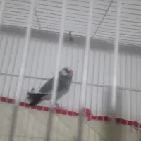 فنچ نرگسی مولد