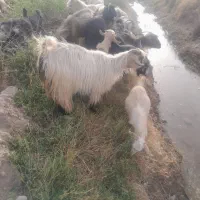 بز وبزغاله