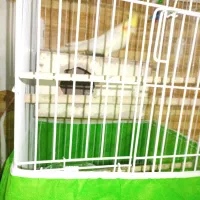 چهار جفت عروس هلندی با دوتا جوجه|پرنده|مشهد, رضاییه|دیوار