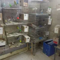 پرنده عروس ملنگو گرینچیک راهب|پرنده|چهاردانگه (تهران), |دیوار